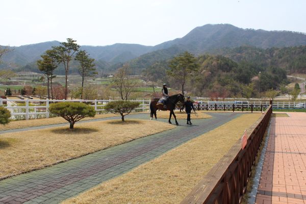 가까운거리의 장수목장에서 말도타고 수많은 말들과 말도 나눠보고.....